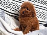 Toy Poodle Puppies - photo 2