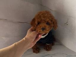 Toy Poodle puppies