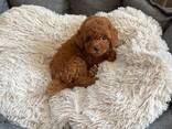 Toy Poodle puppies - фото 2