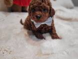Toy Poodle puppies - foto 2