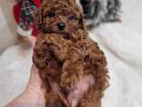 Toy Poodle puppies - photo 5