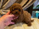 Toy Poodle puppies - photo 7