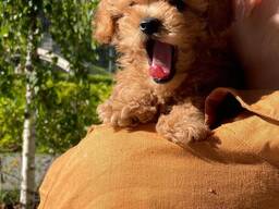 Caniche toy