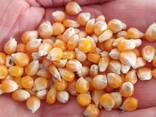 Vendo maíz para palomitas 100 t - foto 1