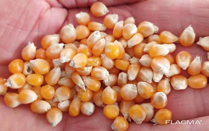 Vendo maíz para palomitas 100 t