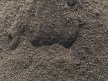Vermicompost - photo 1
