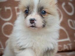 Welsh Corgi Pembroke - Hermosos Cachorros