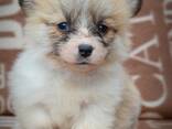 Welsh Corgi Pembroke - Hermosos Cachorros - фото 1
