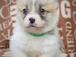 Welsh Corgi Pembroke - Hermosos Cachorros - фото 2