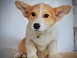 Welsh Corgi Pembroke - Hermosos Cachorros - фото 6