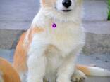 Welsh Corgi Pembroke - Hermosos Cachorros - фото 8