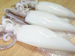 Whole Clean Squid — Frozen Seafood Supply