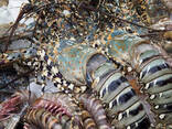 Wholesale Frozen Fresh Lobster Seafood for sale. Chilled Lobster Tails. Frosty Lobster Del - photo 3