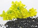 Wholesale Rapeseed seeds - photo 1