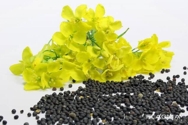 Wholesale Rapeseed seeds