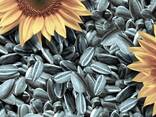 Wholesale Sunflower seeds - photo 1