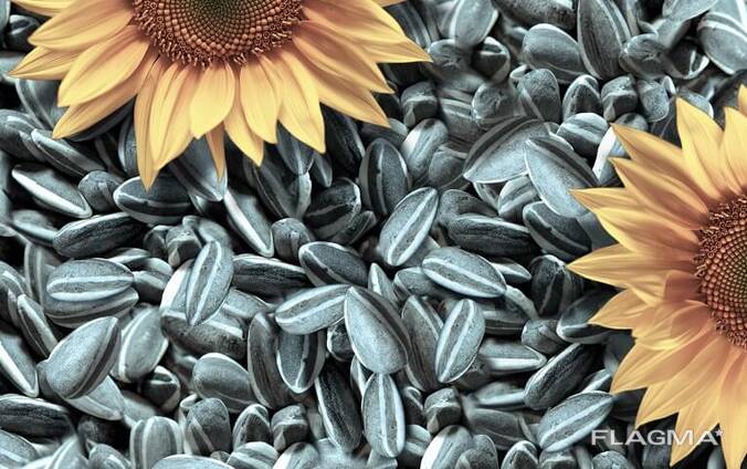 Wholesale Sunflower seeds