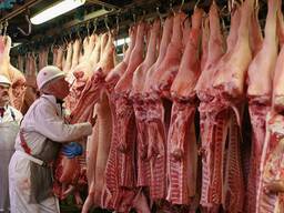 Wholesale supply of frozen pork from spain