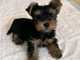 Cachorros Yorkshire en adopción - photo 3