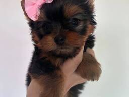 Yorkshire Terrier