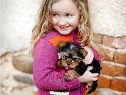 Gorgeous two-month-old male and female Yorkshire Terrier puppies for sale