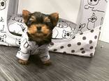 Gorgeous two-month-old male and female Yorkshire Terrier puppies for sale - фото 2