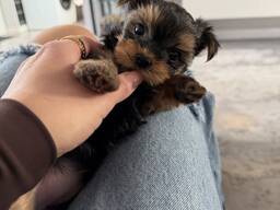 Йоркширского терьера.